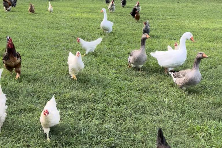Poultry 