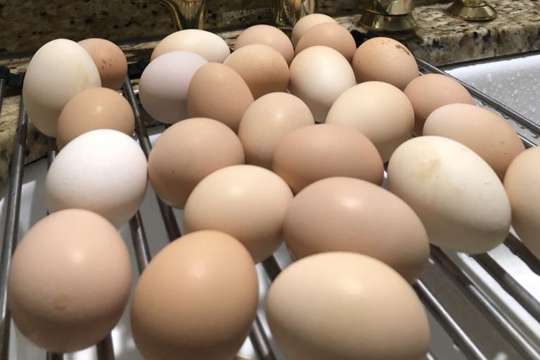 chicken eggs