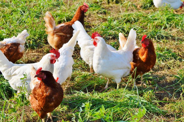 flock of chickens