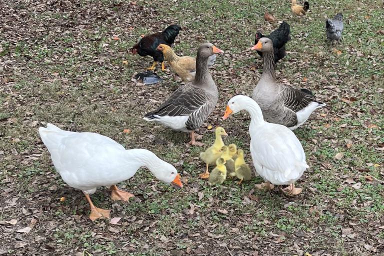 gosling, geese