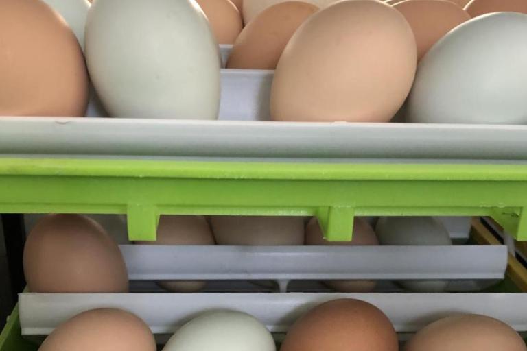 hatching eggs