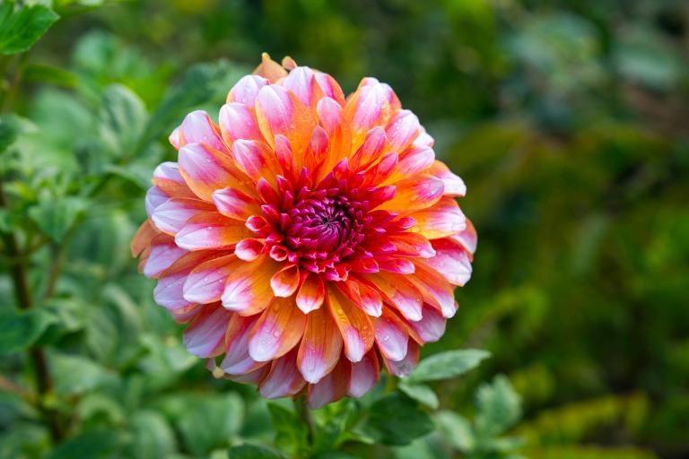Flower Gardening   - Creating a Blooming Paradise: Spring Flower Gardening Ideas