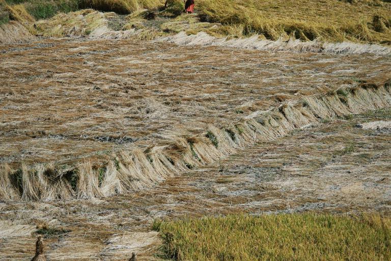 Sustainable Agriculture   - From Seed to Table: Exploring the Journey of Carrots in Sustainable Agriculture
