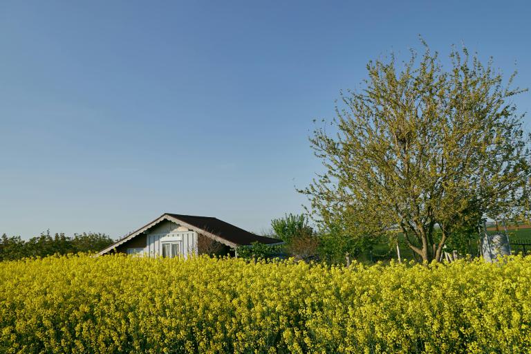 spring gardening   - 10 Essential Tips for a Successful Spring Garden