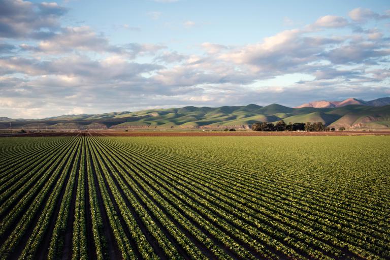 agriculture   - Exploring the Humble Potato: From Farm to Table Delights