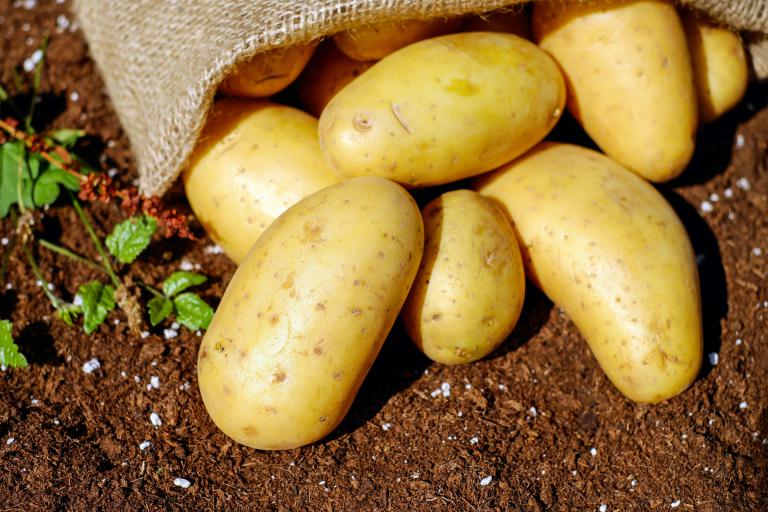 potato   - Exploring the Humble Potato: From Farm to Table Delights