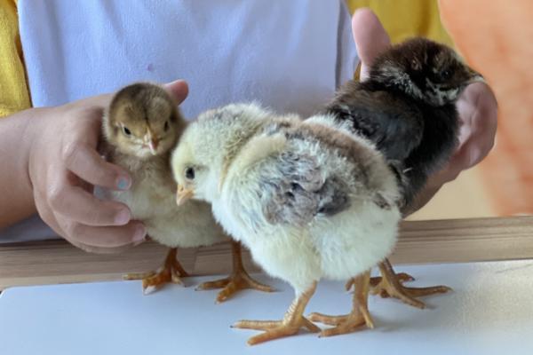 baby chicks