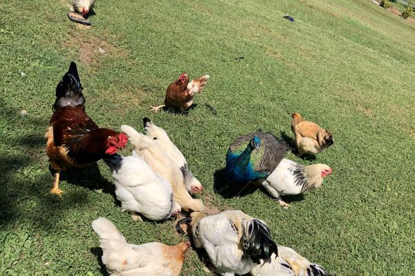 chickens and peacock