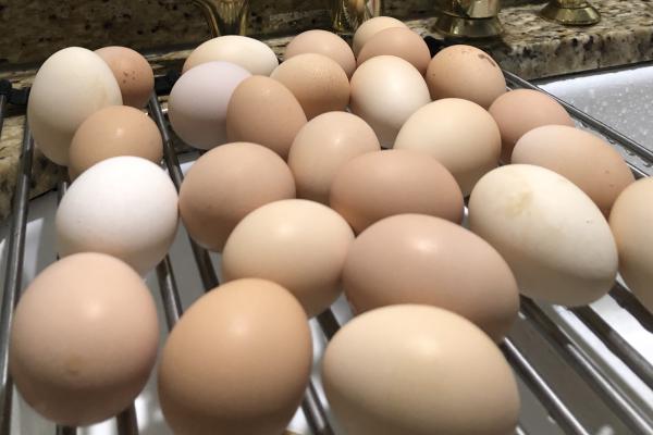 chicken eggs