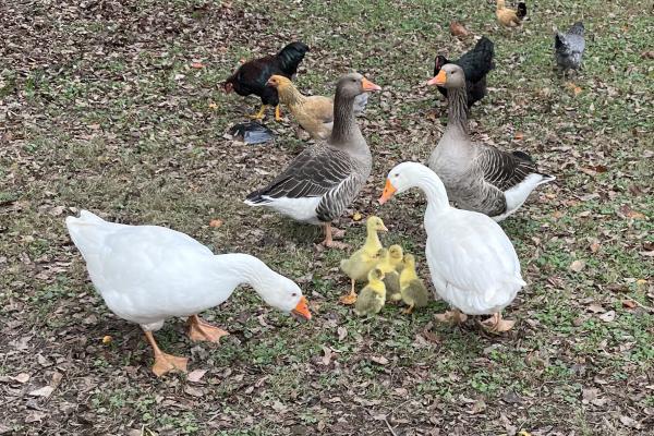 gosling, geese