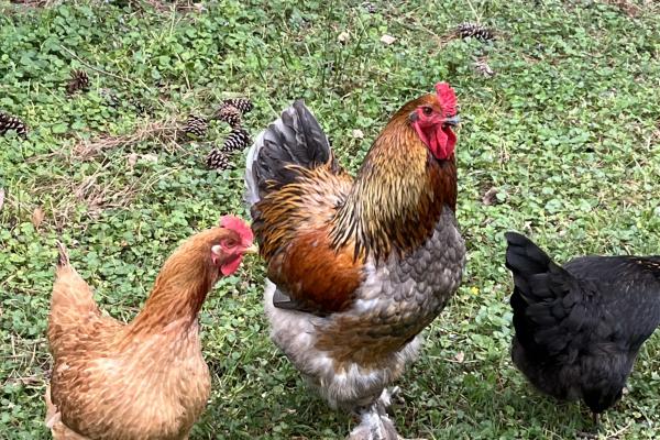 Hens and rooster