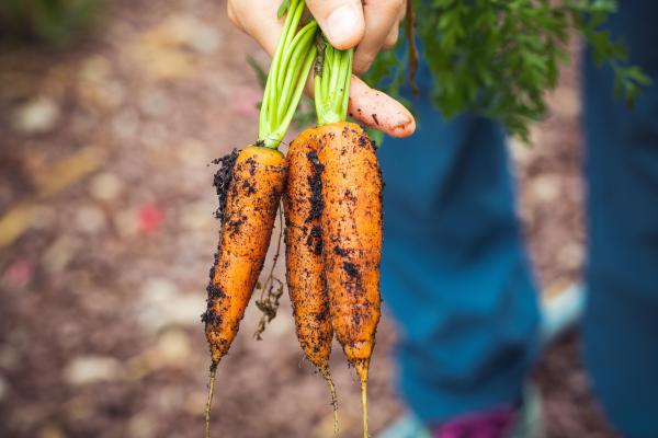 Carrot Farming   - From Seed to Table: Exploring the Journey of Carrots in Sustainable Agriculture