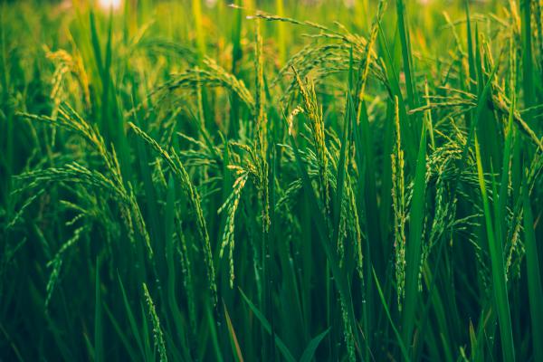 Flourishing Harvest   - Spring Gardening: Top Vegetables to Plant for a Flourishing Harvest