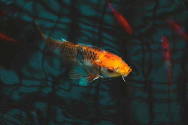 Water Features   - Koi Ponds: Creating Tranquility and Elegance in Your Garden