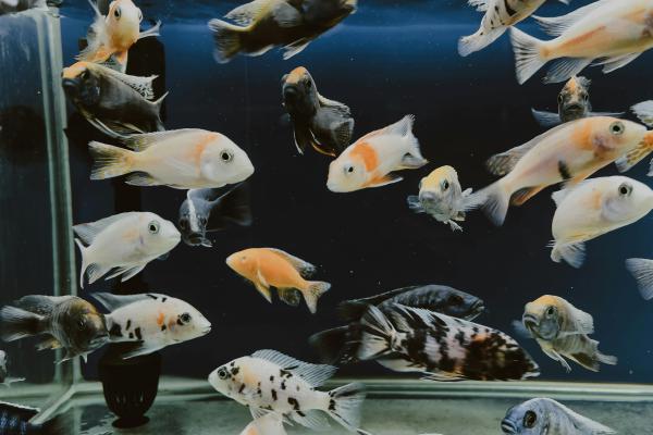 Aquatic pets   - The Timeless Beauty of Koi: A Deep Dive into Their Symbolism and Care