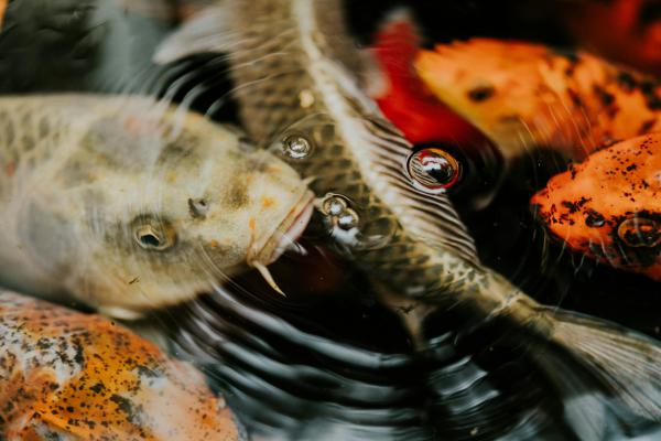 Koi fish symbolism   - The Timeless Beauty of Koi: A Deep Dive into Their Symbolism and Care