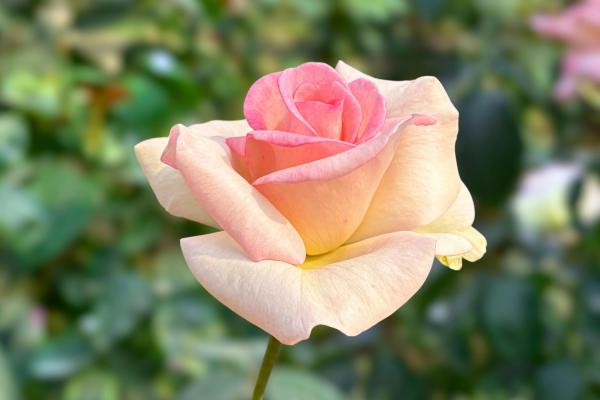 Garden Care - Spring Gardening: Top Vegetables to Plant for a Flourishing Harvest