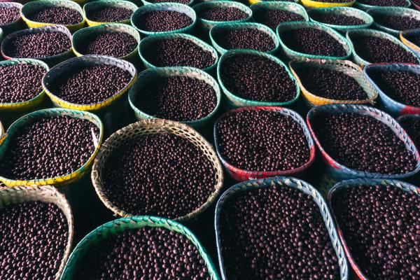 Food Sustainability - From Seed to Table: Exploring the Journey of Carrots in Sustainable Agriculture