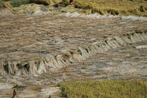 Sustainable Agriculture   - From Seed to Table: Exploring the Journey of Carrots in Sustainable Agriculture