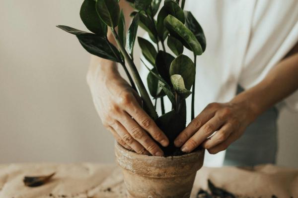 Planting Tips   - Spring Gardening: Top Vegetables to Plant for a Flourishing Harvest
