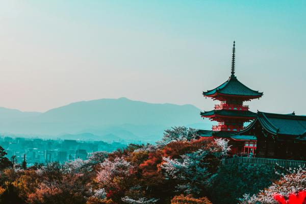 Japanese culture   - The Timeless Beauty of Koi: A Deep Dive into Their Symbolism and Care