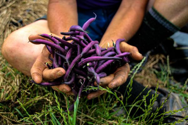 Seed to Table   - From Seed to Table: Exploring the Journey of Carrots in Sustainable Agriculture