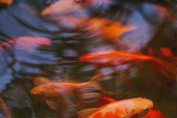 Koi Ponds   - Koi Ponds: Creating Tranquility and Elegance in Your Garden