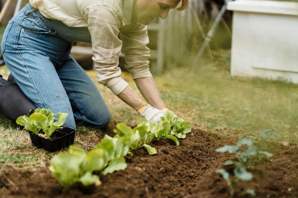 Vegetable Gardening   - Spring Gardening: Top Vegetables to Plant for a Flourishing Harvest