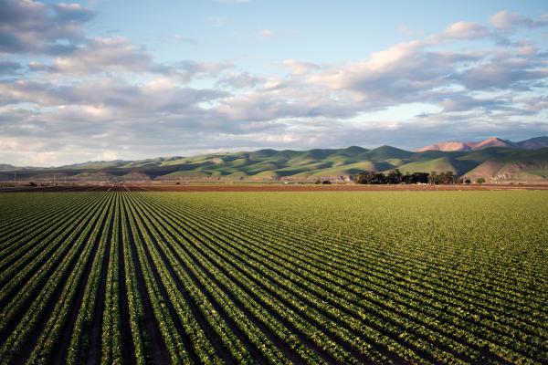 agriculture   - Exploring the Humble Potato: From Farm to Table Delights