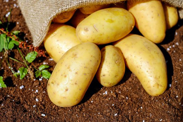 potato   - Exploring the Humble Potato: From Farm to Table Delights