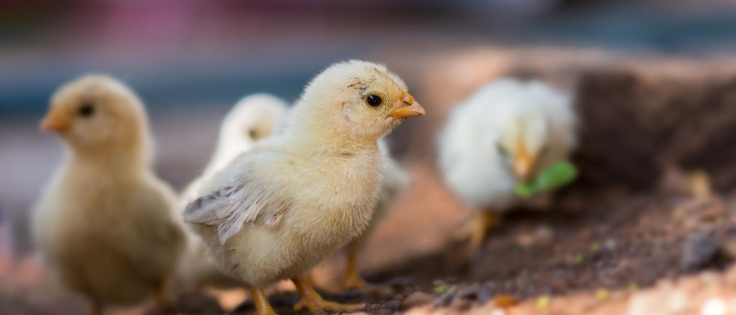 baby chick